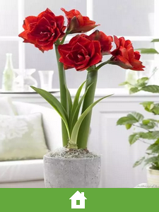 Bulbos para Interiores