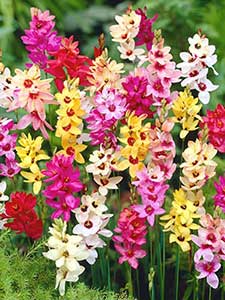 Bulbos de Ixia