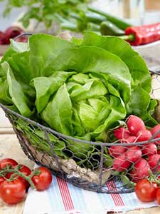 Lechuga