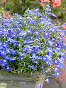 Plantas de camas