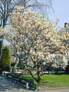 Árboles de Magnolia