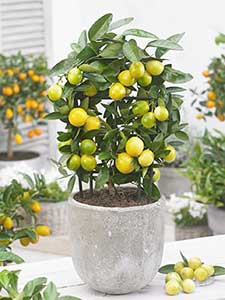 Árboles frutales en miniatura