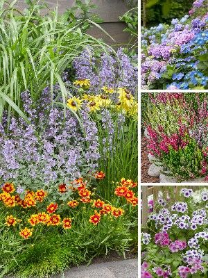 Plantas de Jardín Multicolores
