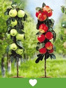 Frutas populares