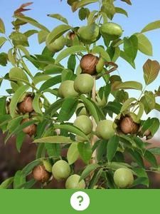Otro fruto