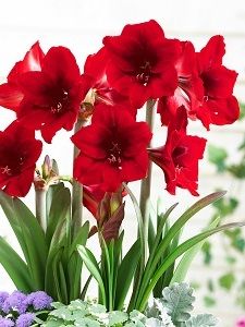 Bulbos de Amaryllis