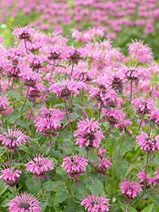 Planta de Monarda - Bergamota