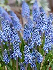 Bulbos de Muscari