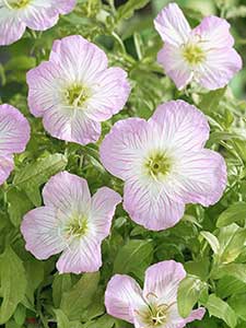 Oenothera