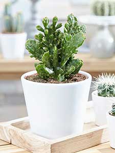 Cactus de Opuntia