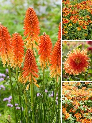 Plantas de jardín naranjas