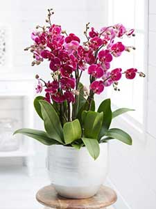 Plantas de Orquídeas