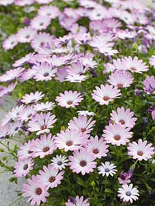 Plantas Ornamentales