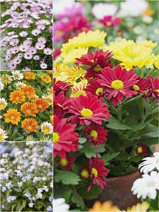 Impatiens