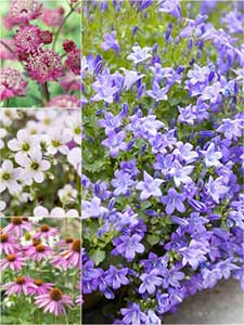 Variedades de Plantas Perennes