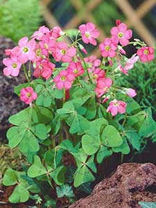 Bulbos de Oxalis: Ojalá