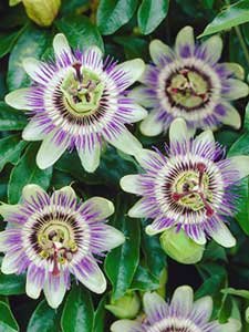 Pasiflora - Flor de la pasión