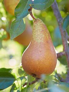 Árboles Frutales