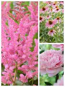 Plantas Perennes Rosadas