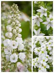 Plantas perennes blancas