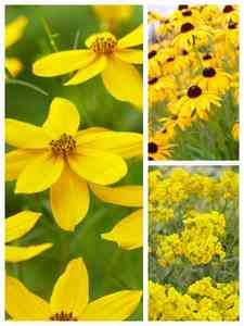 Plantas Perennes Amarillas