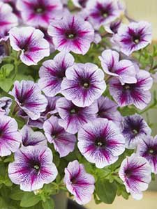 Plantas Tapizantes
