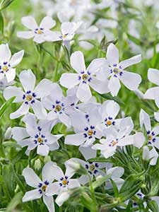 Flores perennes