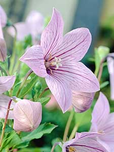 Platycodon