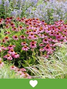 Plantas de Jardín Populares
