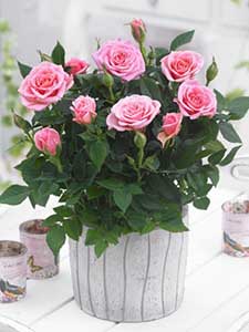 Rosas de Pascua