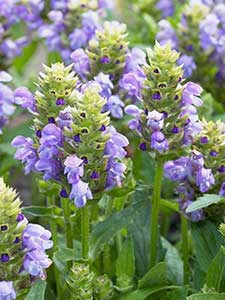 Prunella