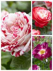 Rosa Bicolor