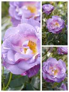 Rosas Azules