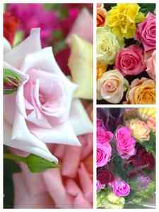 Rosas Mixtas