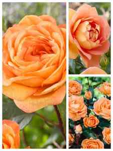 Rosas Naranjas