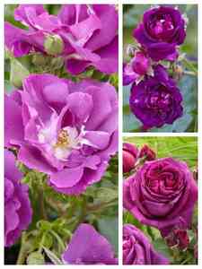 Rosas Púrpuras