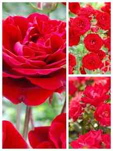 Rosa Roja