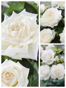 Rosas Blancas