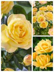 Rosas Amarillas
