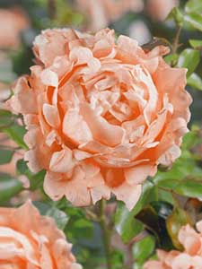 Colecciones de Rosas