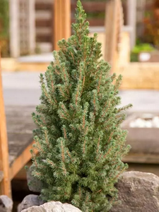Árboles de Picea