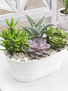 Plantas de Interior