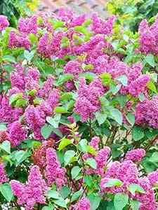 Arbustos Lilas