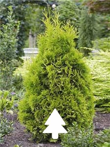 Siempre verde