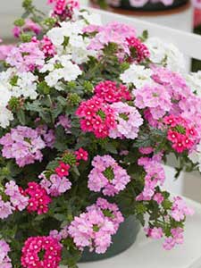 Verbena