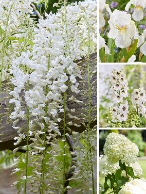 Plantas del jardín por color blanco
