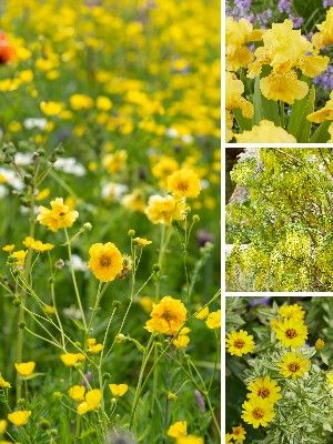 Plantas Amarillas