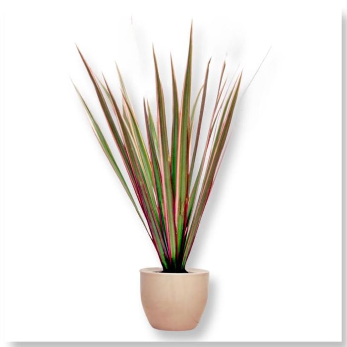 Planta De Interior Dracaena Marginata Bicolor - Drago Bicolor En Maceta De  24 Cm, Altura 110-130