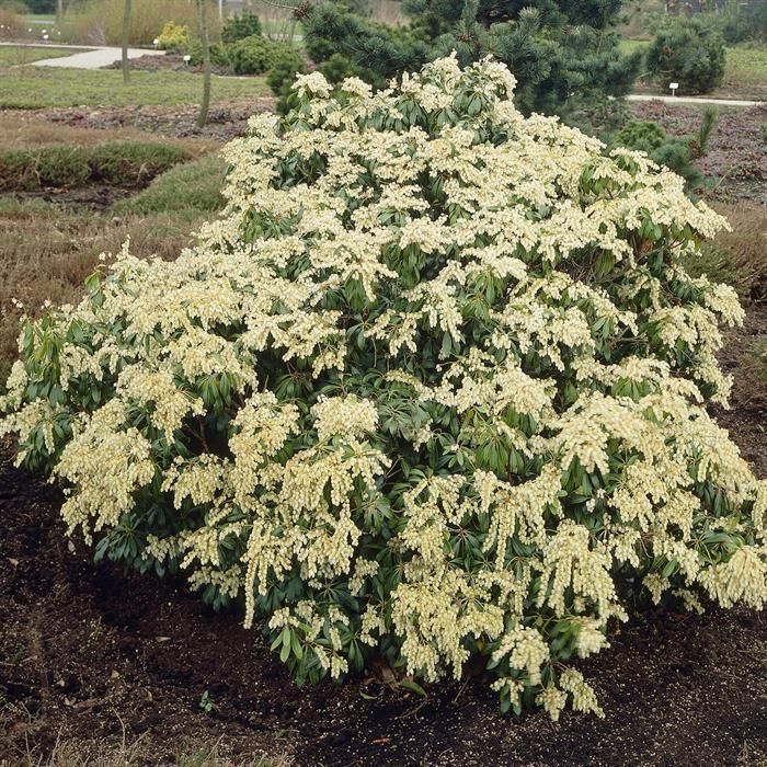 Pieris japonica Rosalinda compre barato ..