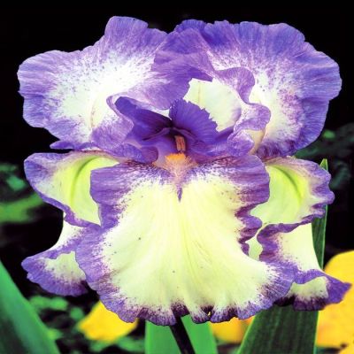Iris Blue Flag (Circle Steps)